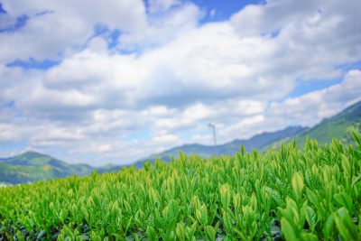 粥見の茶畑の写真「新芽の茶葉」