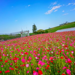 河川敷に舞うポピー畑