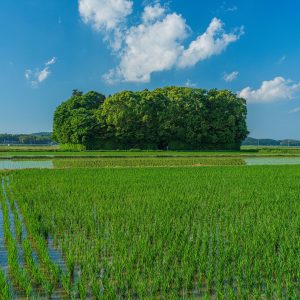 朽羅神社の写真「初夏」