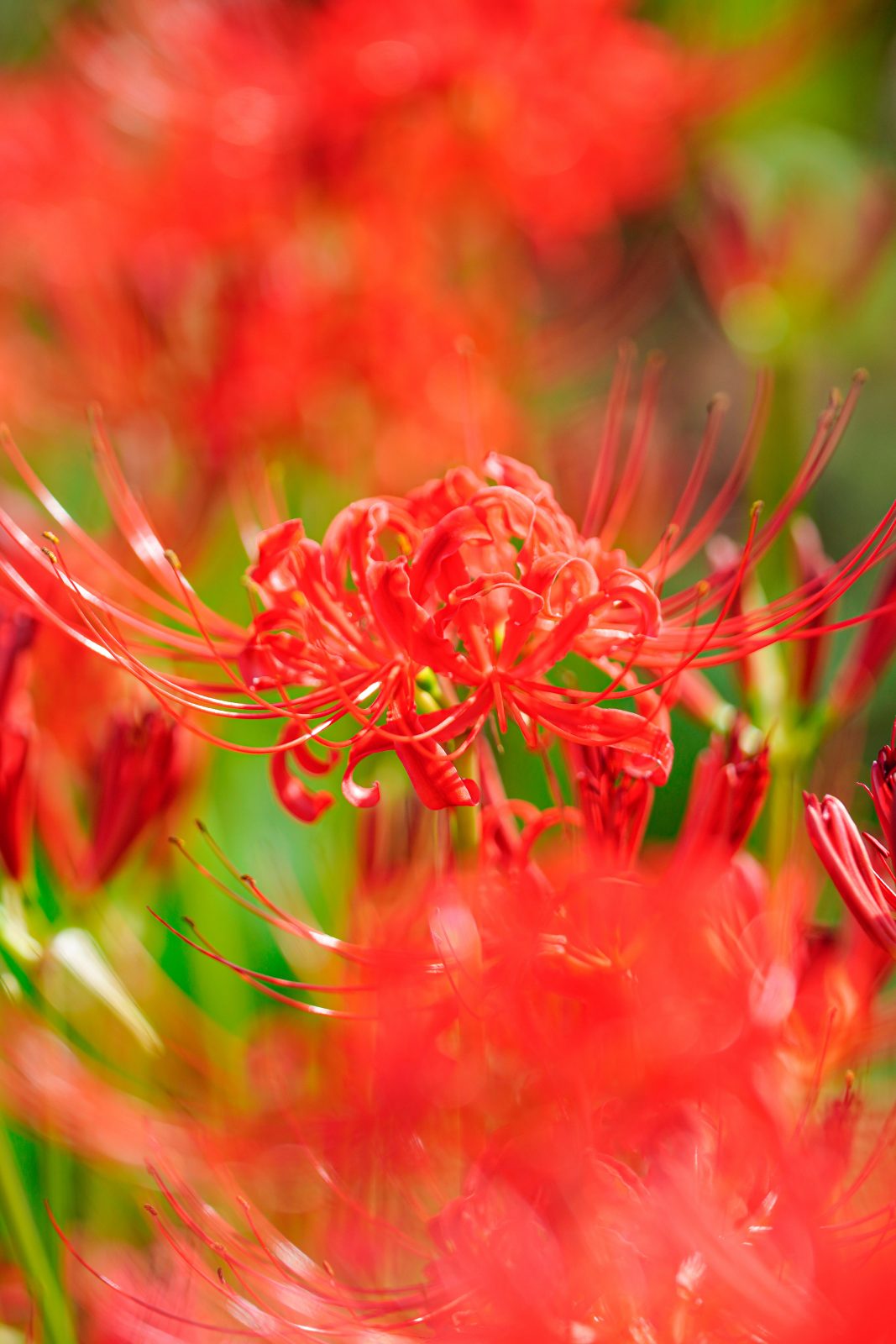 北神山花街道の写真「可憐に咲く彼岸花」