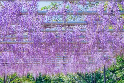 フリー写真素材「紫色に輝く藤カーテン」