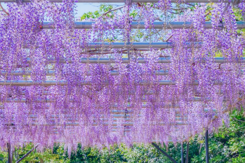 レッドヒルヒーサーの森の写真「紫色に輝く藤カーテン」