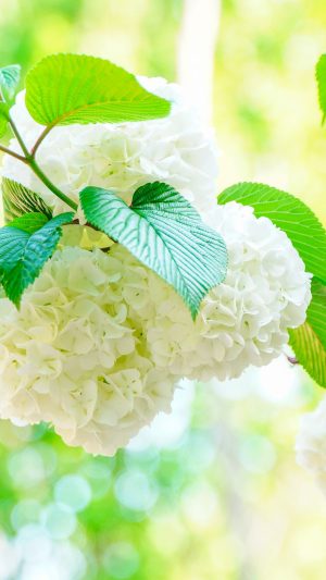 白い花の塊