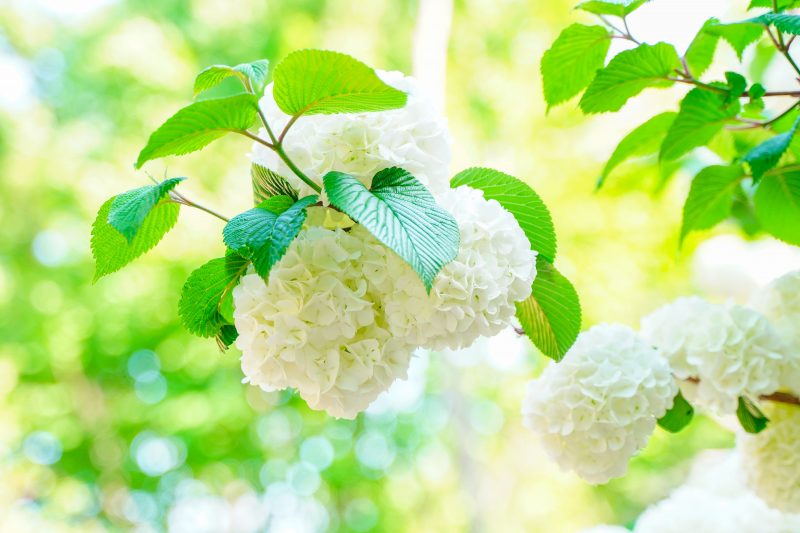 赤塚シャクナゲガーデンの写真「白い花の塊」