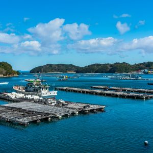 安楽島町の牡蠣養殖