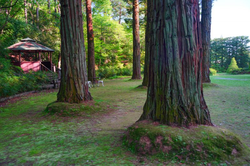 レッドヒルヒーサーの森の写真「レッドウッドの森」