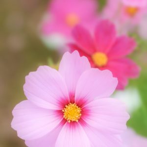 無料スマホ壁紙 カメラ目線のピンクコスモス。AndroidとiPhoneに対応した4K高画質の無料待ち受け画像。三重県津市のかざはやの里で撮影したフリー写真素材