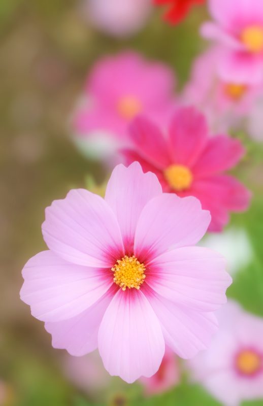 カメラ目線のピンクコスモス