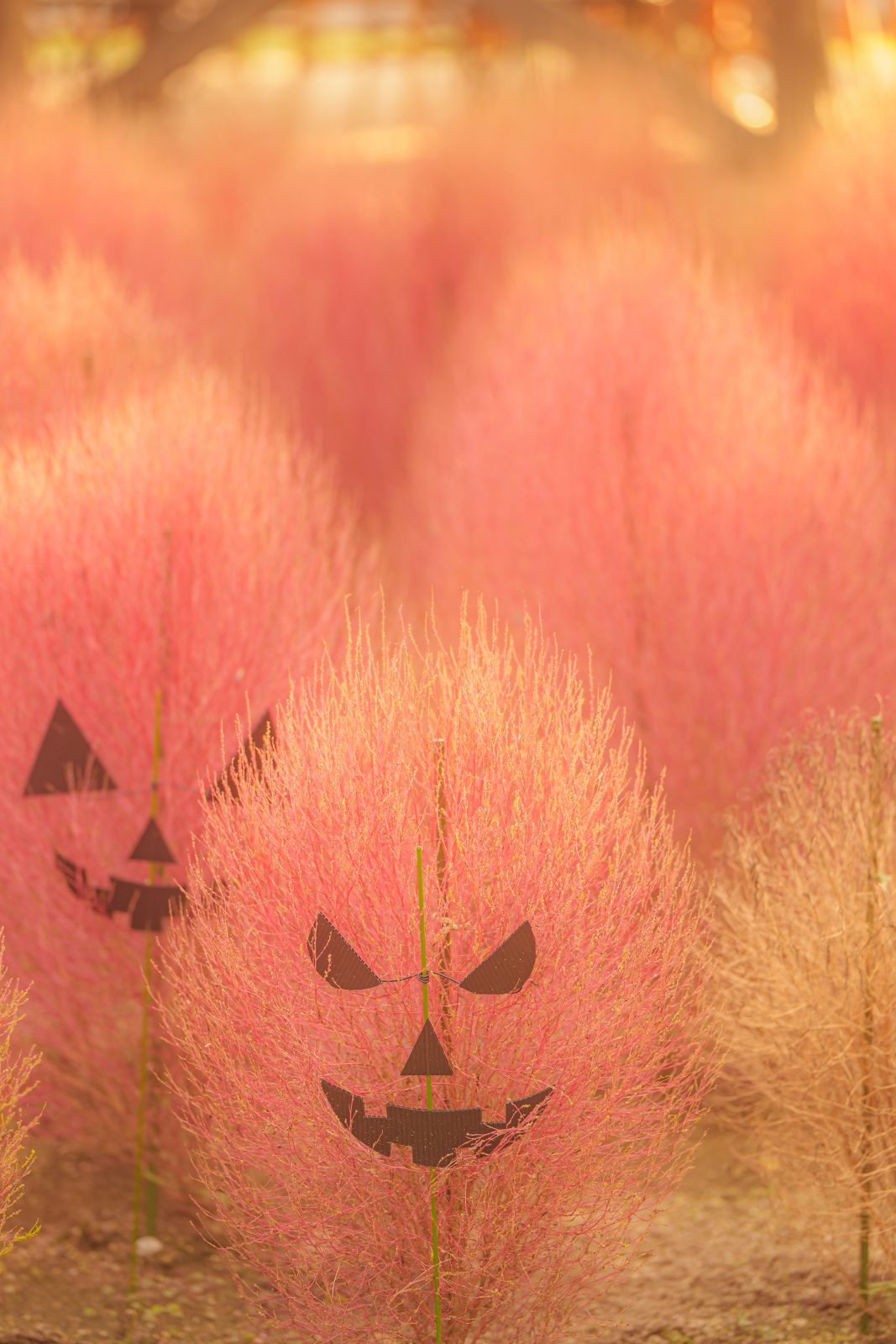 無料スマホ壁紙 コキアのおばけがやってきた。AndroidとiPhoneに対応した4K高画質の無料待ち受け画像。三重県松阪市の松阪農業公園ベルファームで撮影したフリー写真素材