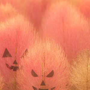 無料スマホ壁紙 コキアのおばけがやってきた。AndroidとiPhoneに対応した4K高画質の無料待ち受け画像。三重県松阪市の松阪農業公園ベルファームで撮影したフリー写真素材