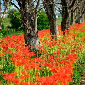 道沿いに咲く彼岸花