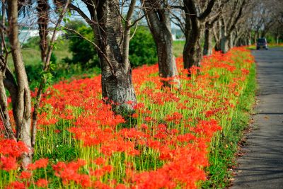 北神山花街道の写真「道沿いに咲く彼岸花」