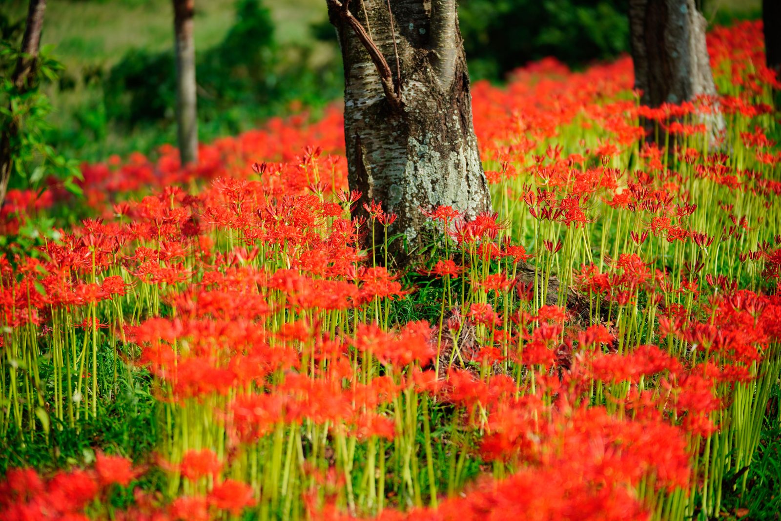 北神山花街道の写真「木の周りに咲く彼岸花」