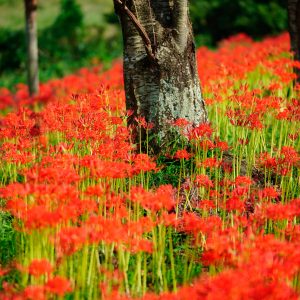 木の周りに咲く彼岸花