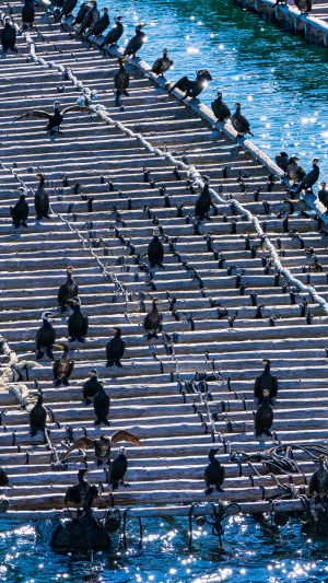 牡蠣養殖のイカダに乗る鵜