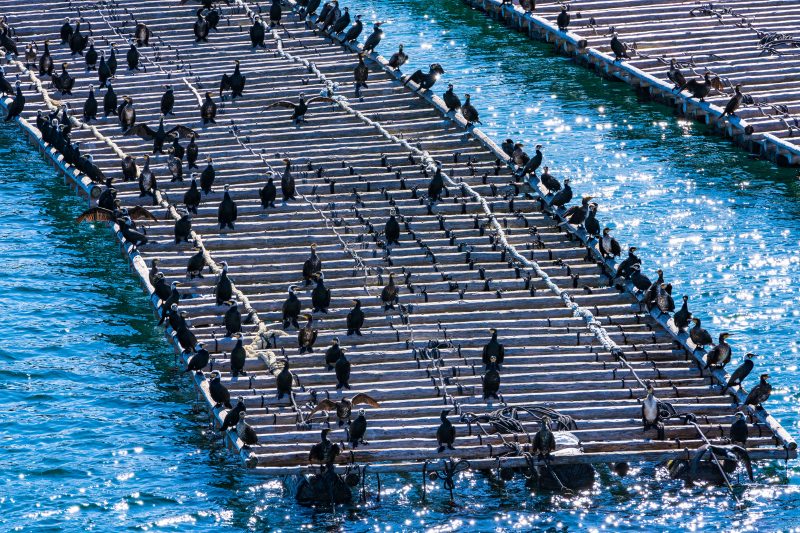 パールロードの写真「牡蠣養殖のイカダに乗る鵜」