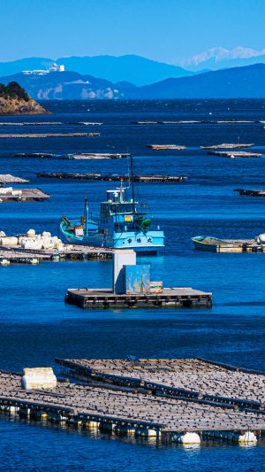 安楽島の牡蠣養殖イカダ