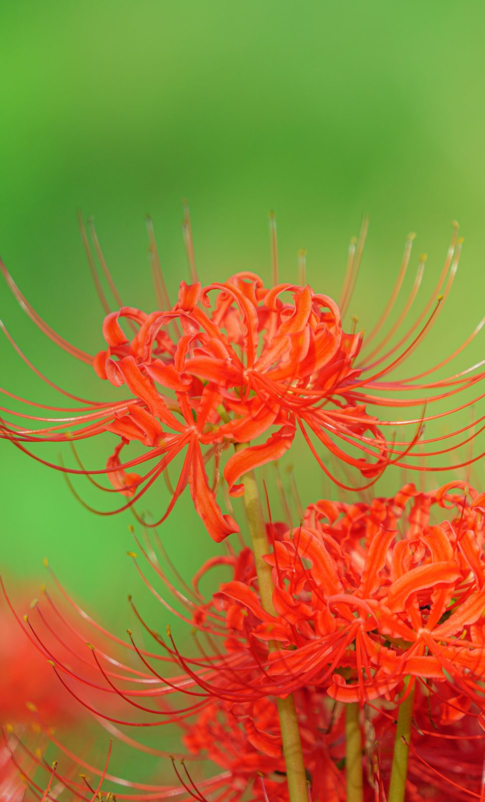 無料スマホ壁紙 凛と輝く彼岸花。AndroidとiPhoneに対応した4K高画質の無料待ち受け画像。三重県津市の北神山花街道で撮影したフリー写真素材