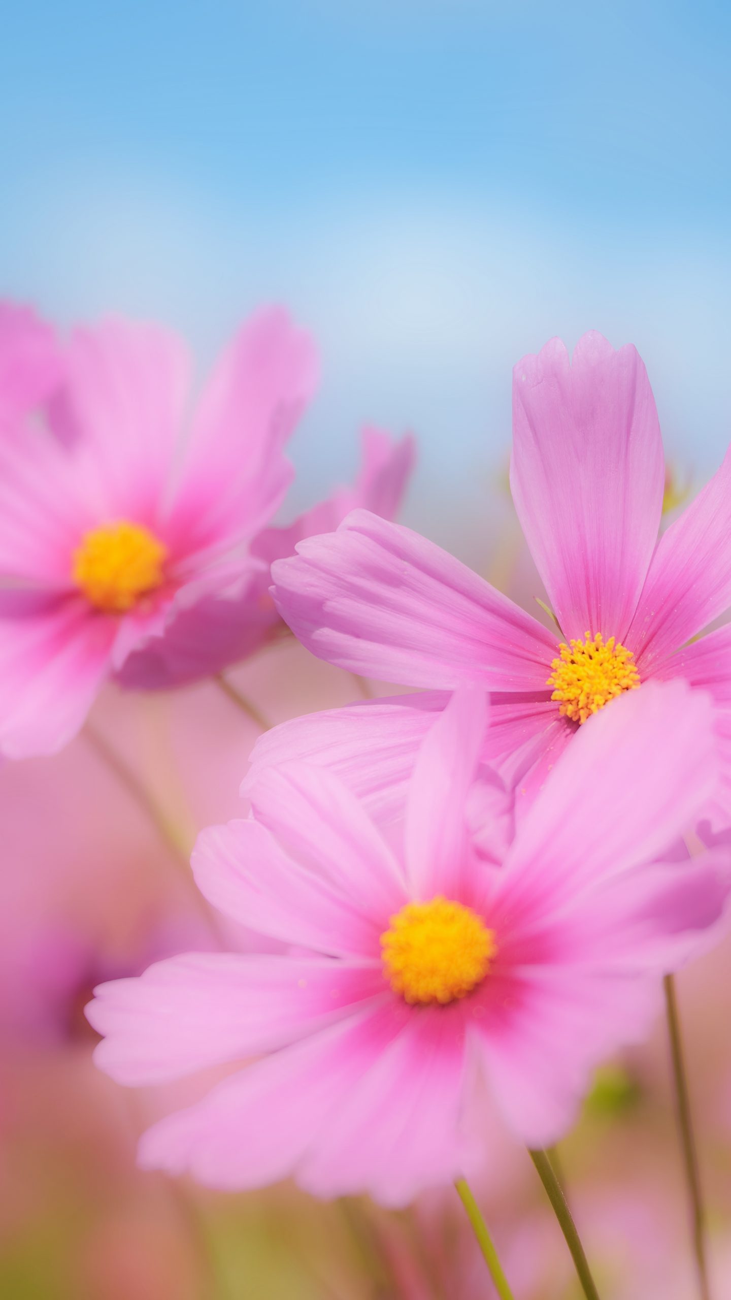 無料スマホ壁紙 青空と３輪のコスモス。AndroidとiPhoneに対応した4K高画質の無料待ち受け画像。三重県伊賀市の市部のコスモス畑で撮影したフリー写真素材