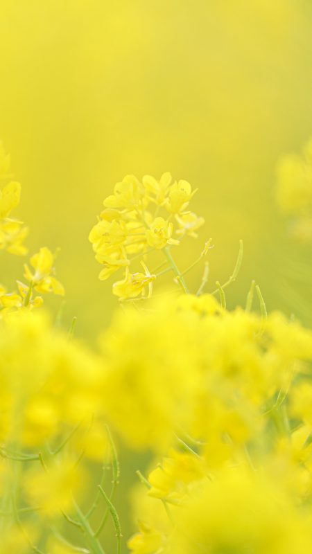 無料スマホ壁紙「幸せを呼ぶ菜の花」