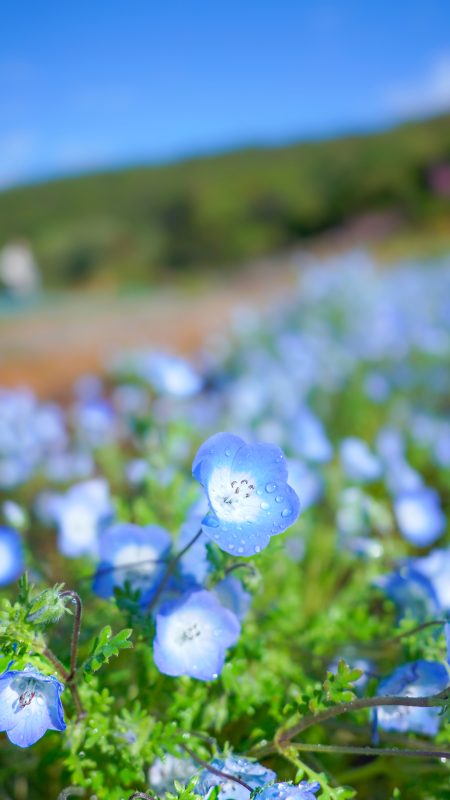 無料スマホ壁紙「雨上がりのネモフィラ畑」