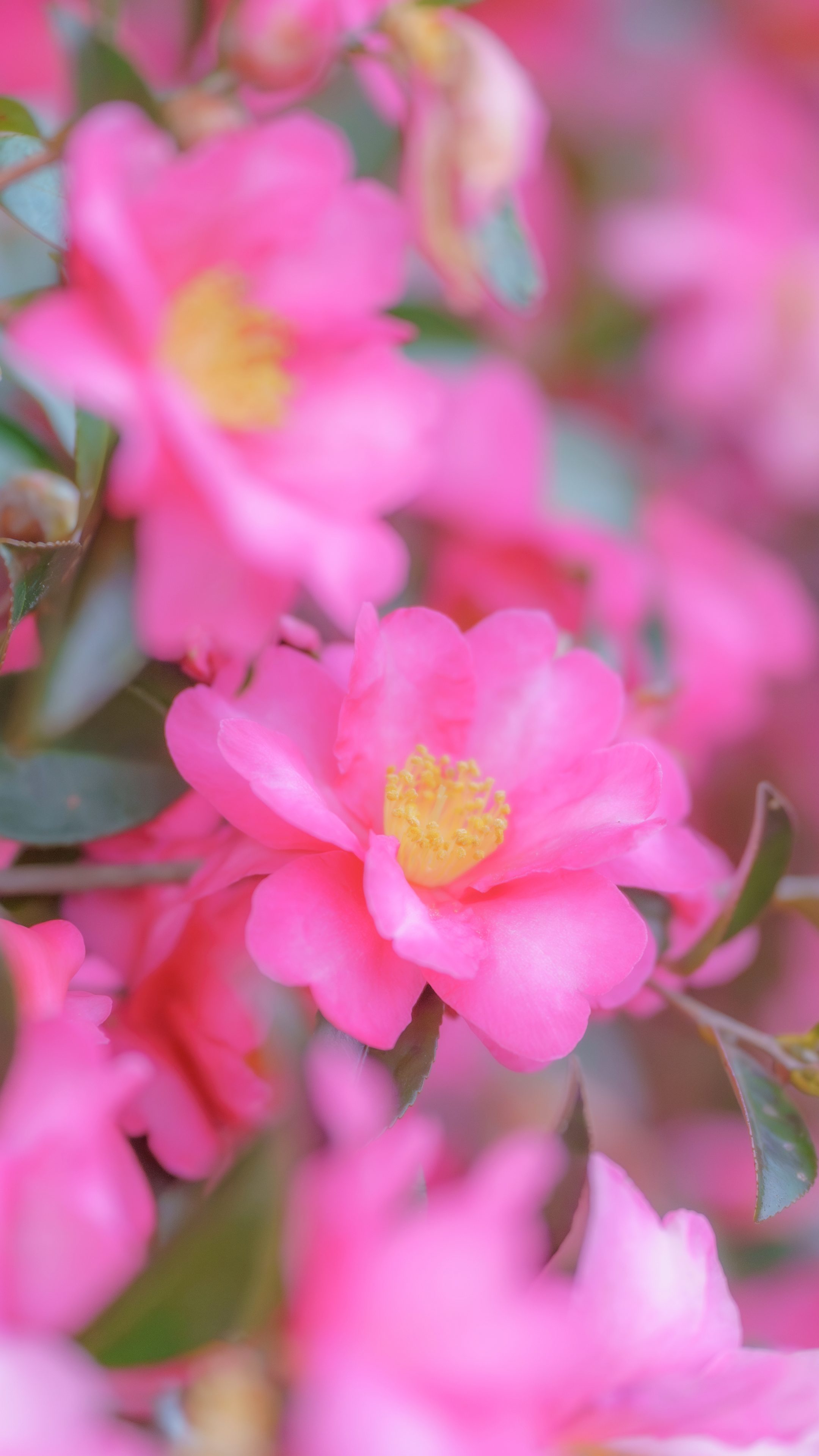 無料スマホ壁紙 冬に煌めくサザンカ。AndroidとiPhoneに対応した4K高画質の無料待ち受け画像。三重県明和町の斎王の森で撮影したフリー写真素材