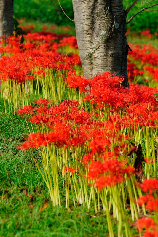 北神山花街道の写真「木の周りに密集して咲く彼岸花」