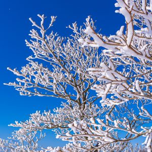 青空と樹氷（縦サイズ）