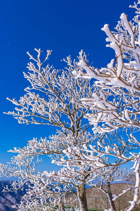 御在所ロープウエイの写真「青空と樹氷（縦サイズ）」