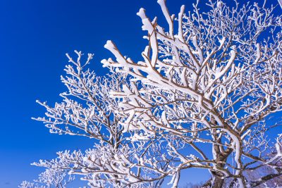 御在所ロープウエイの写真「青空と樹氷（横サイズ）」
