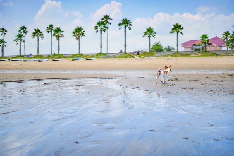 マリーナ河芸の写真「浜を歩くワンコ」