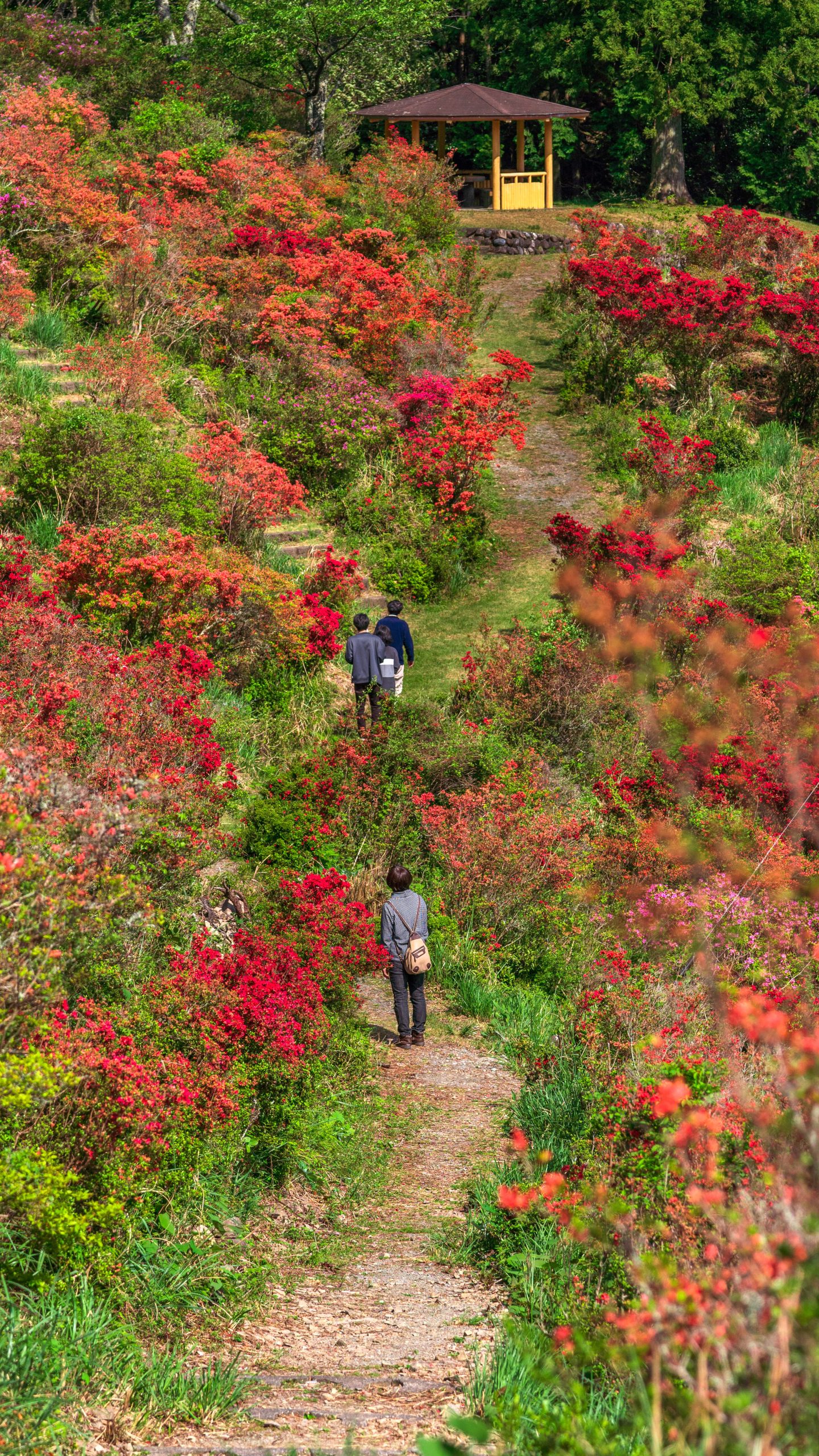 無料スマホ壁紙 ツツジに囲まれた道。AndroidとiPhoneに対応した4K高画質の無料待ち受け画像。三重県大紀町の大平つつじ山で撮影したフリー写真素材