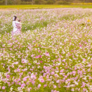 関町のコスモス畑の写真「広大なコスモスと数輪のひまわり」