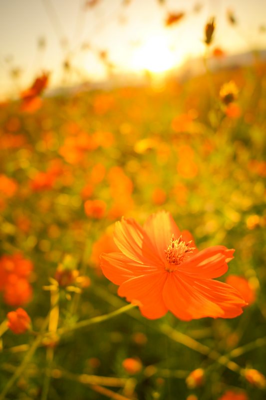 東員のコスモス畑の写真「オレンジ色のコスモスと夕陽」