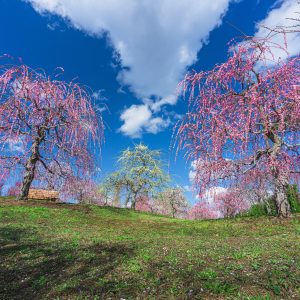 無料壁紙 紅白の梅見頃。PCとデスクトップ壁紙に最適な4K高画質の無料壁紙。三重県津市のかざはやの里で撮影したフリー写真素材