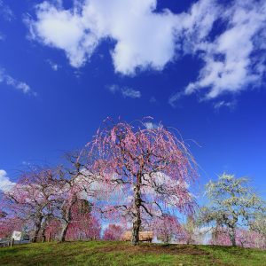 春の空としだれ梅