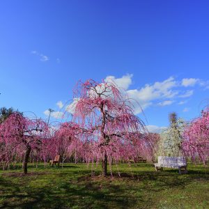 しだれ梅と白いベンチ