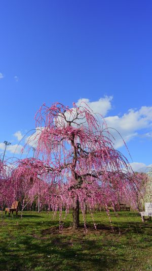 しだれ梅と白いベンチ