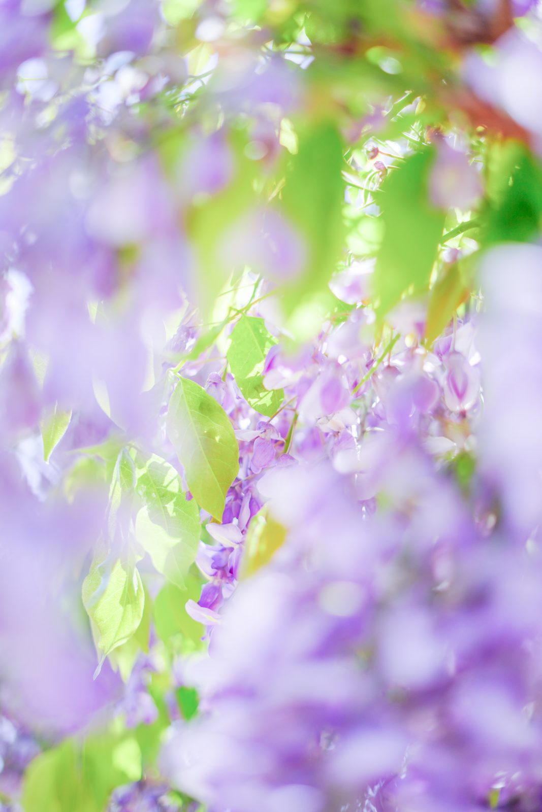 松阪農業公園ベルファームの写真「宝石のように輝く藤」