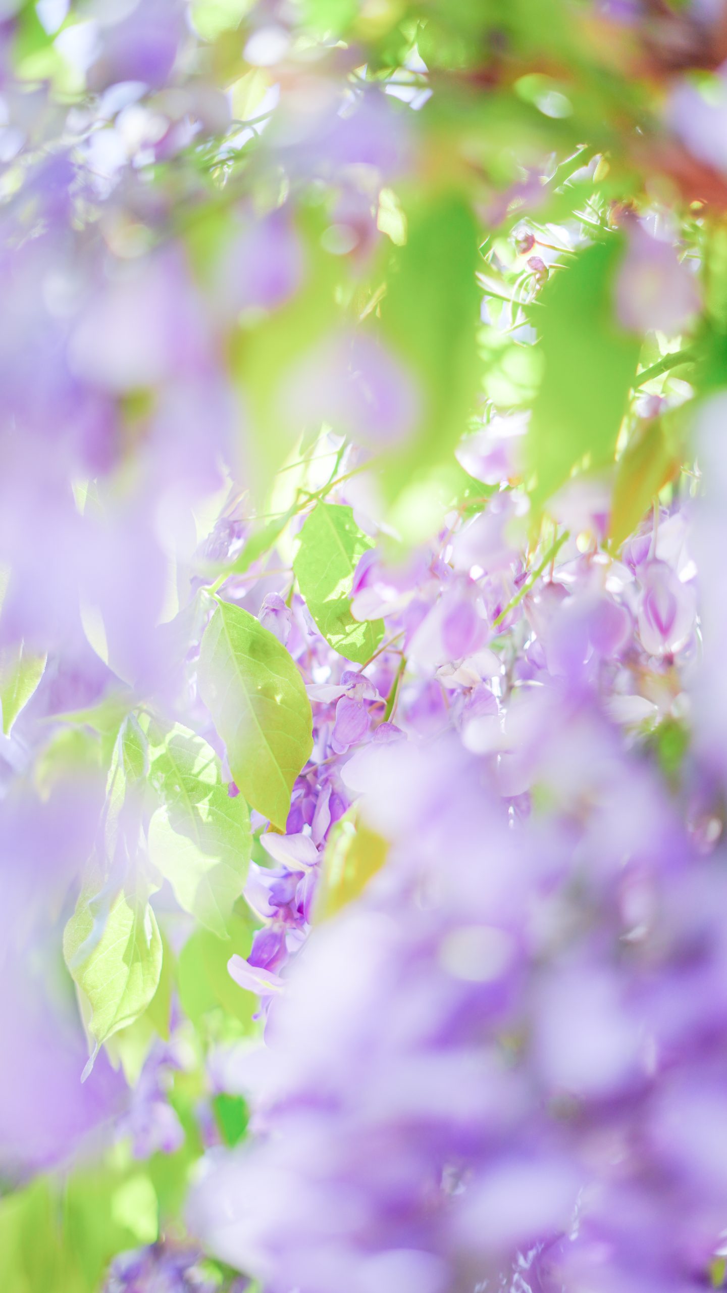 無料スマホ壁紙 宝石のように輝く藤。AndroidとiPhoneに対応した4K高画質の無料待ち受け画像。三重県松阪市の松阪農業公園ベルファームで撮影したフリー写真素材