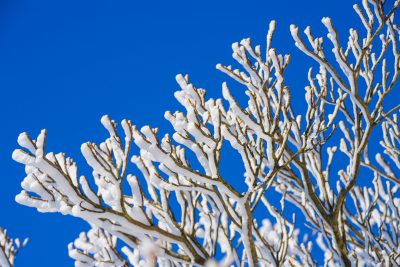 御在所ロープウエイの写真「樹氷ズームアップ」