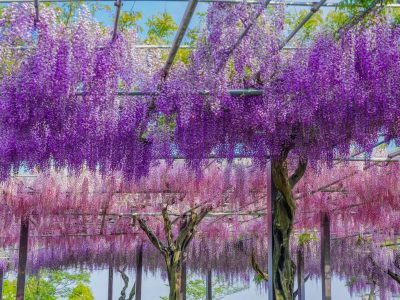 かざはやの里の写真「３色の藤カーテン」