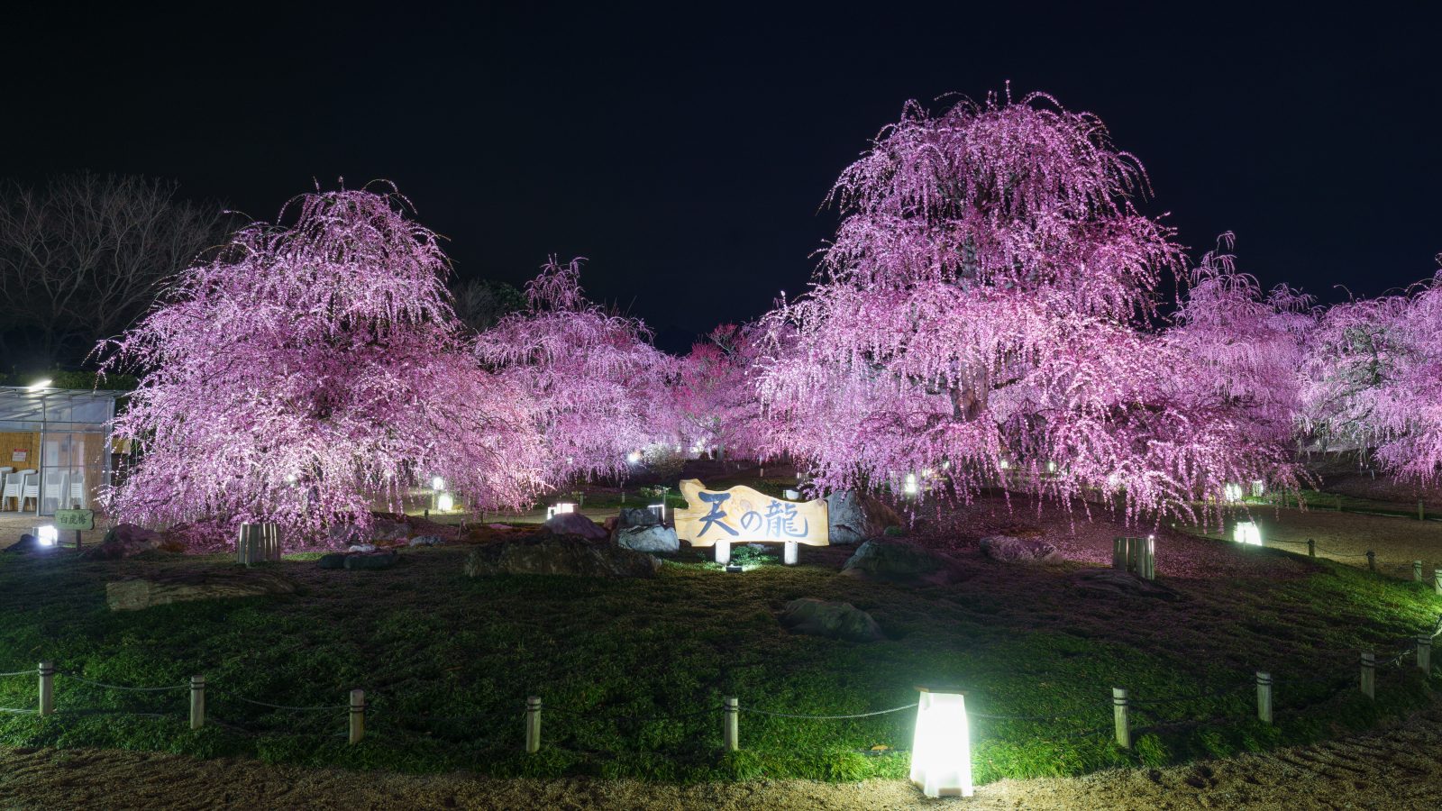 鈴鹿の森庭園の写真「天の龍と周辺の梅ライトアップ」