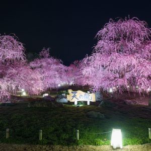 天の龍と周辺の梅ライトアップ