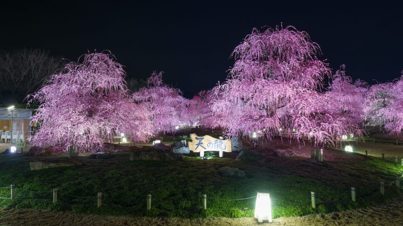 鈴鹿の森庭園の写真「天の龍と周辺の梅ライトアップ」