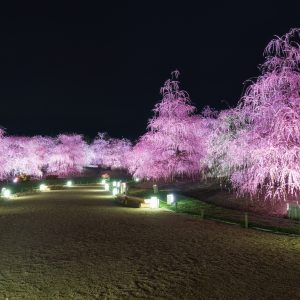 圧巻の梅ライトアップ