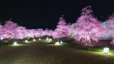 鈴鹿の森庭園の写真「圧巻の梅ライトアップ」