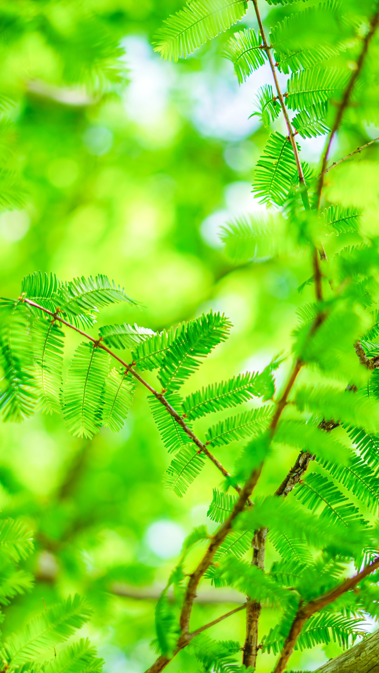 無料スマホ壁紙 青葉。AndroidとiPhoneに対応した4K高画質の無料待ち受け画像。三重県鈴鹿市の石垣池公園で撮影したフリー写真素材