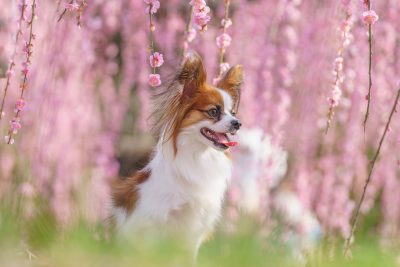 かざはやの里の写真「梅に包まれる犬」