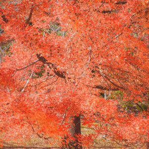 運気が上がる待ち受け 25mの真っ赤なクリスマスツリー。AndroidとiPhoneに対応した4K高画質の無料スマホ壁紙。三重県菰野町の三重県民の森で撮影したフリー写真素材